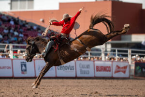 Calgary Stampede Rodeo Saddle Bronc Riding
