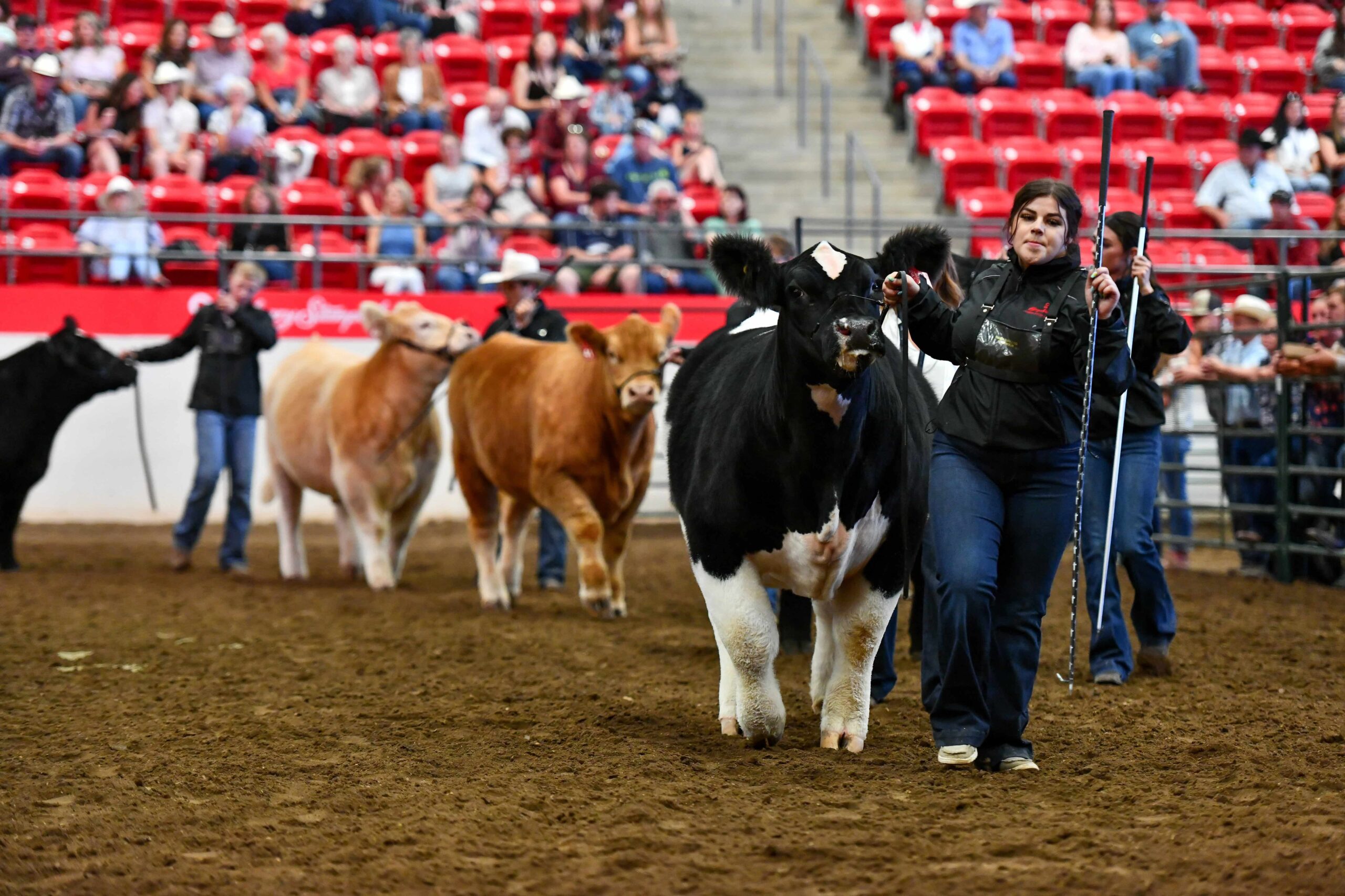 The Western Elite Bred Heifer Invitational