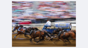 Chuckwagon Racing Calgary Stampede